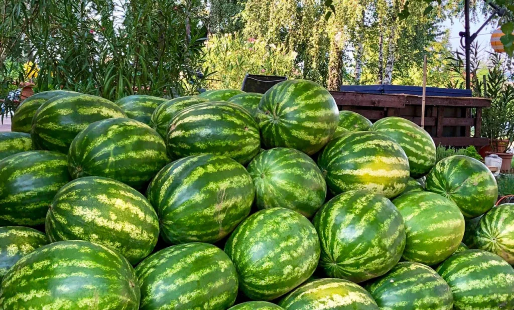 arbuzy - winnica Szedmak