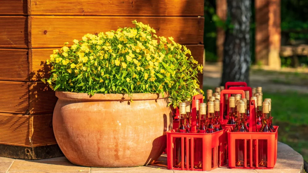 oferty specjalne Szedmak Borhaz