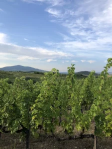 Szedmak Tokaj Węgry