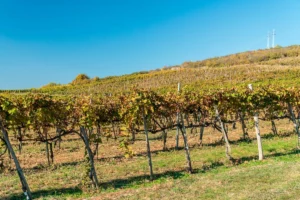 winnica Szedmak Tokaj