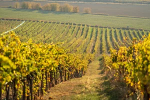 winnica Szedmak Tokaj