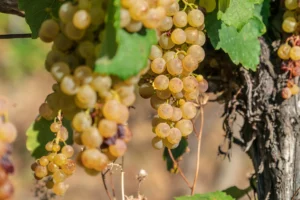 winnica Szedmak Tokaj