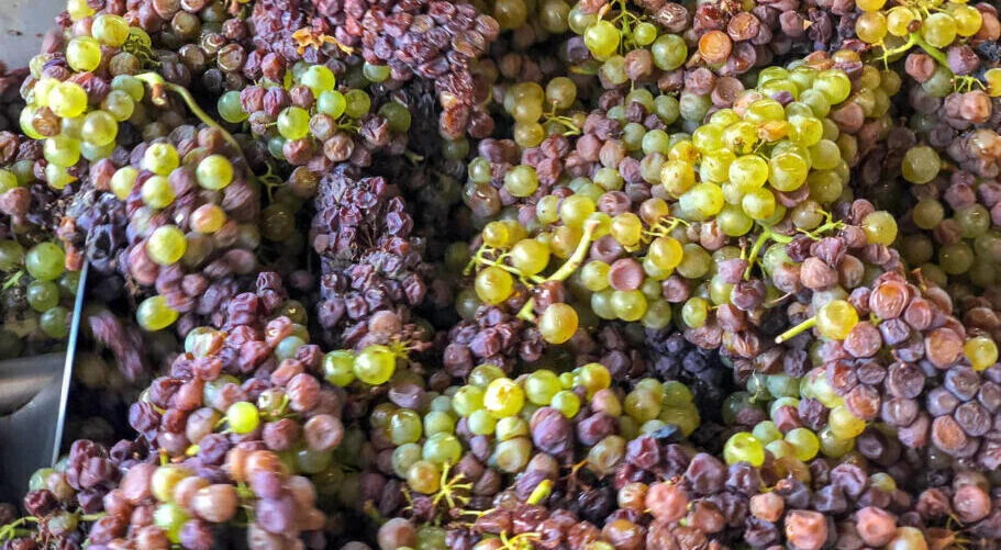 winobranie 2021 Szedmak Tokaj