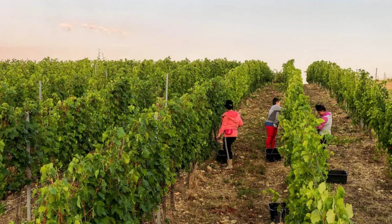 winobranie 2022 w Szedmak Borhaz