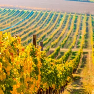 zbocze winnicy Deák, Tokaj